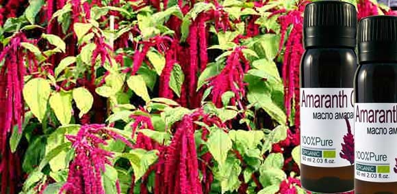 Minyak amaranth. Sifat dan bahaya yang berguna, penggunaan di rumah, cara penyediaan, pengambilan, kapsul amaranth di farmasi