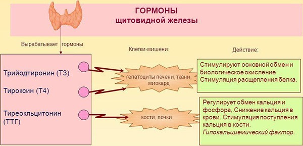 هرمون TSH - ما هو ، معدل هرمون الغدة الدرقية عند النساء ، علاج المستويات المنخفضة والمرتفعة