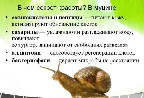 Пуж муцин у козметологији. Корисна својства, како користити афричку слуз Ацхатина код куће, фотографије, прегледи