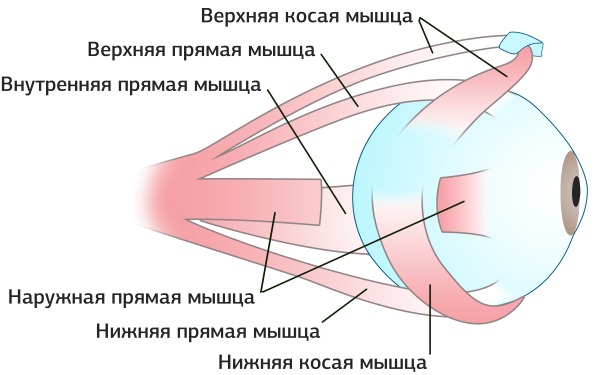 Giải phẫu cơ mặt người trong ngành thẩm mỹ tiêm botox. Lược đồ có mô tả và hình ảnh bằng tiếng Latinh và tiếng Nga