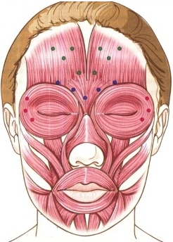 Giải phẫu cơ mặt người trong ngành thẩm mỹ tiêm botox. Lược đồ có mô tả và hình ảnh bằng tiếng Latinh và tiếng Nga