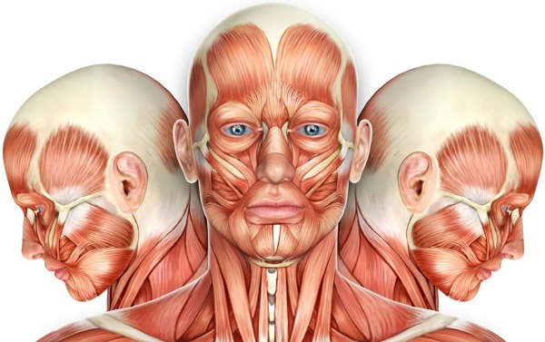 Giải phẫu cơ mặt người trong ngành thẩm mỹ tiêm botox. Lược đồ có mô tả và hình ảnh bằng tiếng Latinh và tiếng Nga