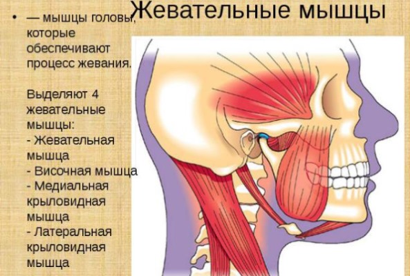 Giải phẫu cơ mặt người trong ngành thẩm mỹ tiêm botox. Lược đồ có mô tả và hình ảnh bằng tiếng Latinh và tiếng Nga