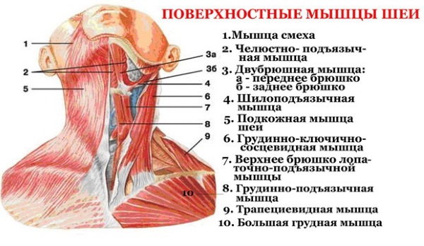 Giải phẫu cơ mặt người trong ngành thẩm mỹ tiêm botox. Lược đồ có mô tả và hình ảnh bằng tiếng Latinh và tiếng Nga