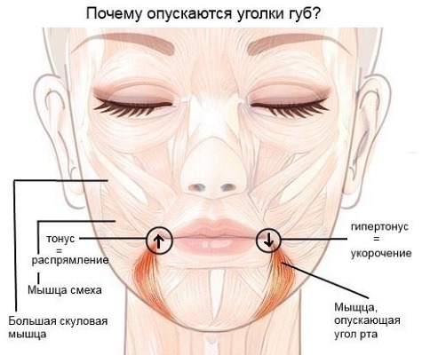 Giải phẫu cơ mặt người trong ngành thẩm mỹ tiêm botox. Lược đồ có mô tả và hình ảnh bằng tiếng Latinh và tiếng Nga