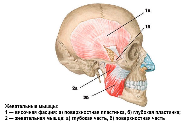 Giải phẫu cơ mặt người trong ngành thẩm mỹ tiêm botox. Lược đồ có mô tả và hình ảnh bằng tiếng Latinh và tiếng Nga