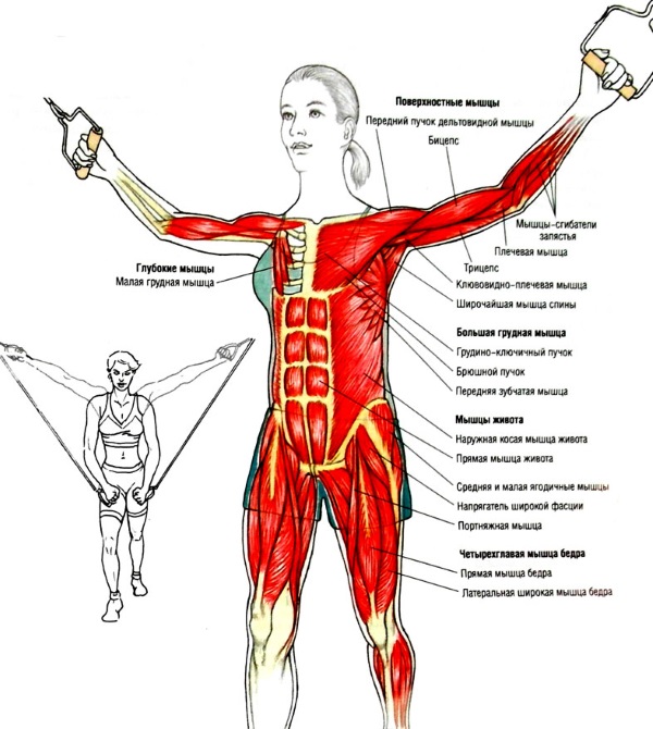 Bài tập cơ ngực cho nữ với tạ, tạ đòn, tạ tay, tạ đòn, tạ đơn
