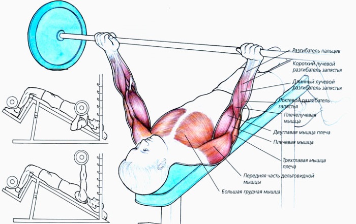 Bài tập cơ ngực cho nữ với tạ, tạ đòn, tạ tay, tạ đòn, tạ đơn