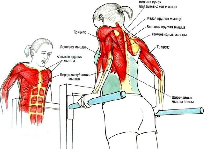 Bài tập cơ ngực cho nữ với tạ, tạ đòn, tạ tay, tạ đòn, tạ đơn