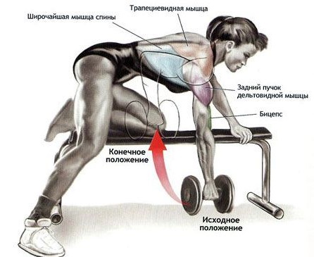 Latihan asas untuk kanak-kanak perempuan di bahu dengan berat badan sendiri, dumbbells, barbell, kettlebell, expander, di rumah dan di gim