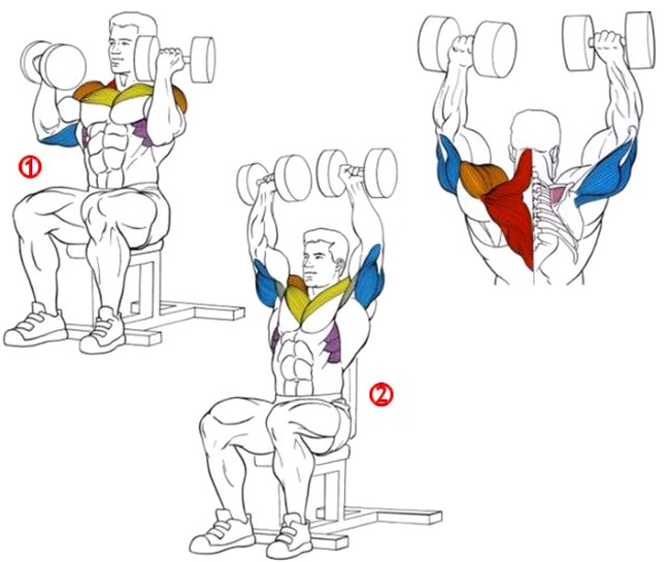 Latihan asas untuk kanak-kanak perempuan di bahu dengan berat badan sendiri, dumbbells, barbell, kettlebell, expander, di rumah dan di gim