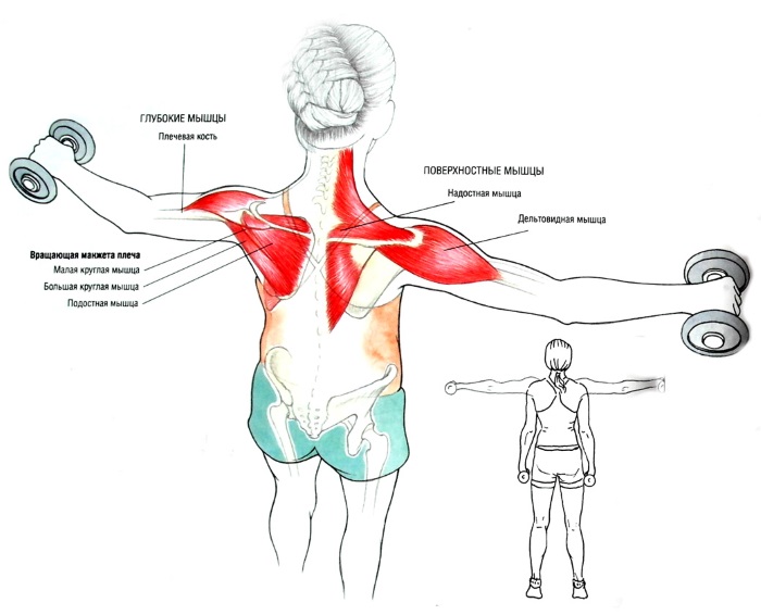 Latihan asas untuk kanak-kanak perempuan di bahu dengan berat badan sendiri, dumbbells, barbell, kettlebell, expander, di rumah dan di gim