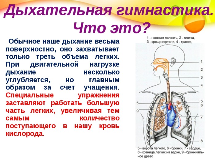 Дисање за мршављење стомака и бокова. Вежбе дисања Бодифлек, вакуум за жене и мушкарце Марина Корпан, Стрелникова, Бутеико