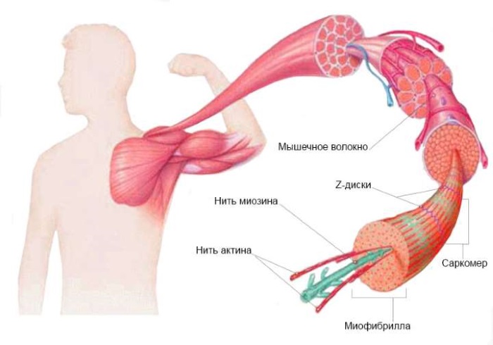 Làm thế nào để hết đau cơ sau khi tập thể dục, giảm bằng thuốc viên, thuốc mỡ, thuốc