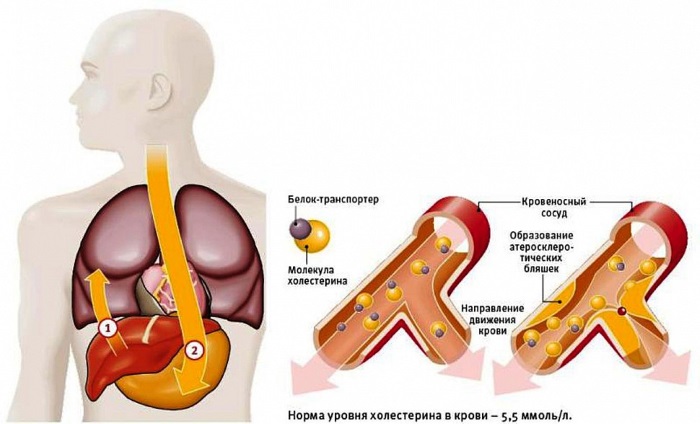 Làm thế nào để thoát khỏi wen trên mặt. Thuốc mỡ, kem, thuốc chữa bệnh, công thức dân gian và biện pháp khắc phục