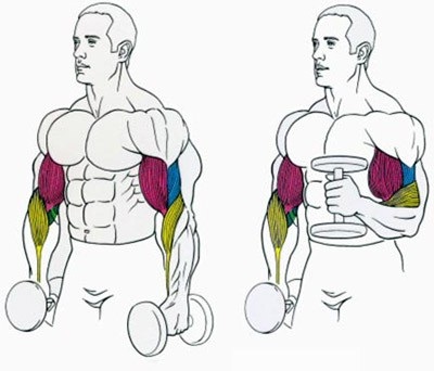 Làm thế nào để bơm lên tại nhà. Chương trình tập xà ngang dành cho nam và nữ với sự hỗ trợ của tạ, không có bàn ủi và dụng cụ mô phỏng