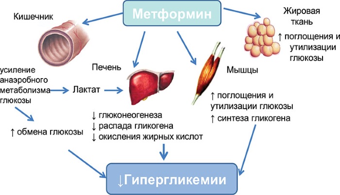 Metformin để giảm cân. Hướng dẫn sử dụng với loại viên nào có thể kết hợp với nhau. Nhận xét của những người đã giảm cân trên các diễn đàn, ý kiến ​​của các bác sĩ
