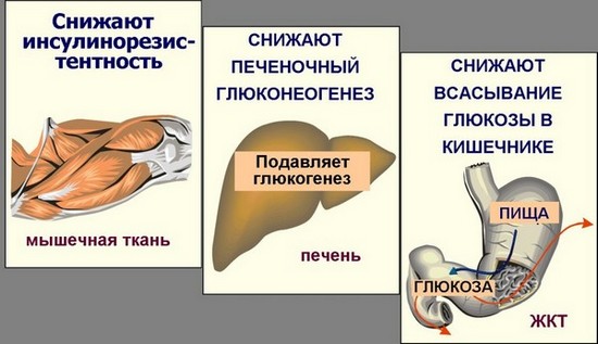 Metformin để giảm cân. Hướng dẫn sử dụng với loại viên nào có thể kết hợp với nhau. Nhận xét của những người đã giảm cân trên các diễn đàn, ý kiến ​​của các bác sĩ