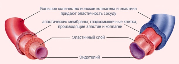 Који производи садрже колаген за кожу, зглобове, јачајући тело. Табела употребе и производа