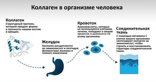 Који производи садрже колаген за кожу, зглобове, јачајући тело. Табела употребе и производа