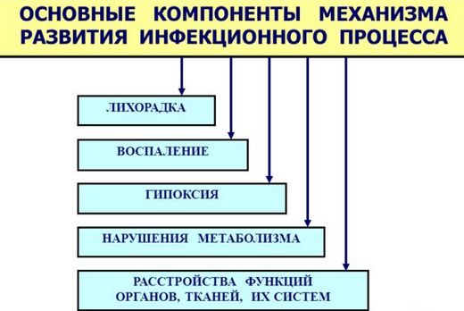 Mesotherapy và biorevitalization: sự khác biệt, lợi ích và tác hại sau khi lột da, chỉ định và chống chỉ định