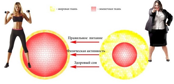 Dinh dưỡng để tăng cơ cho phụ nữ. Thực đơn cho các ngày trong tuần, các sản phẩm trong dinh dưỡng thể thao
