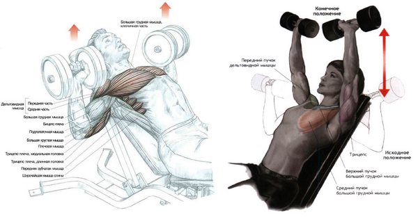 Latihan dengan dumbbell di bahu di rumah untuk lelaki dan wanita