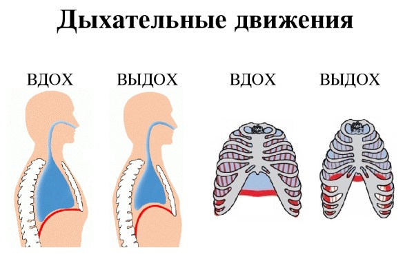 Cách học kéo xà ngang từ đầu trong một tuần cho một cô gái và một chàng trai. Chương trình tại nhà cho người mới bắt đầu