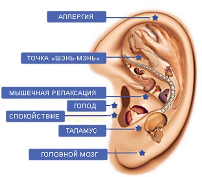 Các điểm hoạt động sinh học trên cơ thể người chịu trách nhiệm về các cơ quan. Kỹ thuật xoa bóp châm cứu