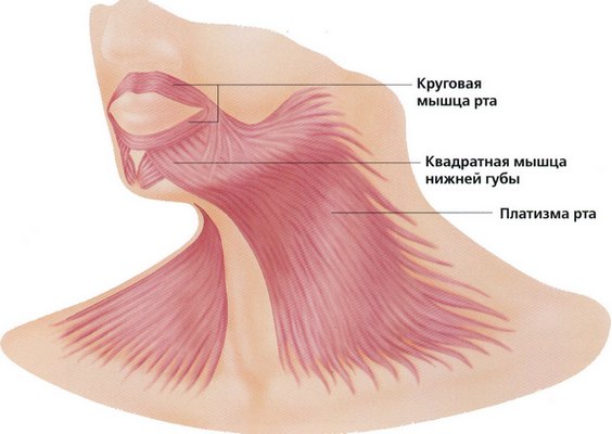 Platismoplastia - o que é, tipos: medial, Hollywood, corset, mediana, endoscópica. Avaliações e preços sobre o procedimento