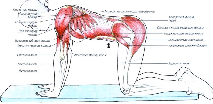 Máy hút bụng. Cách tập đúng bài, kỹ thuật giảm cân, bơm căng, hóp bụng sau sinh