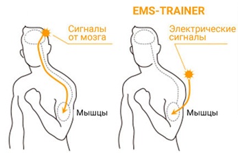 Latihan EMS (EMS) - apa itu, faedah dan kemudaratan, hasil, gambar, ulasan doktor mengenai myostimulation