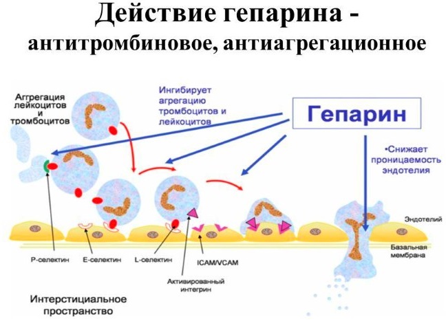Thuốc mỡ heparin cho mặt trong thẩm mỹ. Thuộc tính và ứng dụng cho các nếp nhăn, vết thâm, túi, bọng dưới mắt