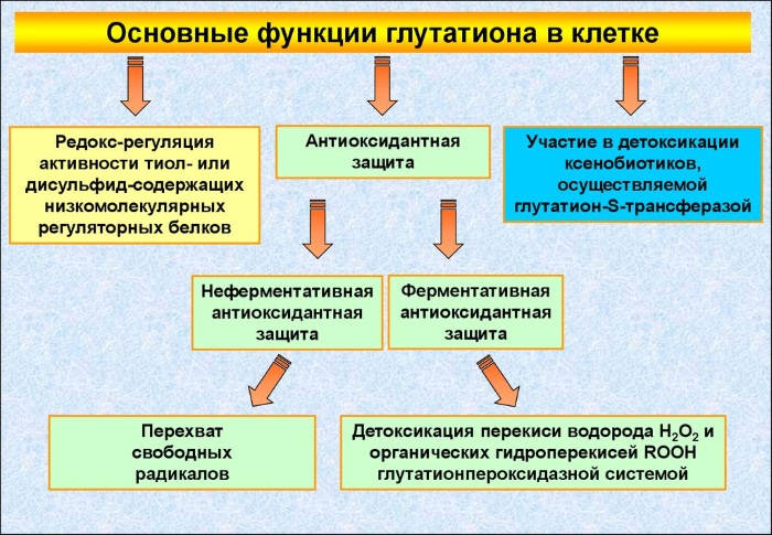 Глутатион - шта је то, користи за тело. Упутства за употребу у козметологији, прегледи лекара
