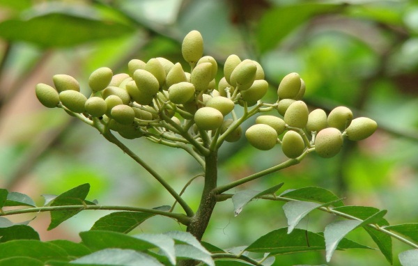 Dầu Neem. Tính chất và ứng dụng, lợi ích trong thẩm mỹ trẻ hóa da mặt