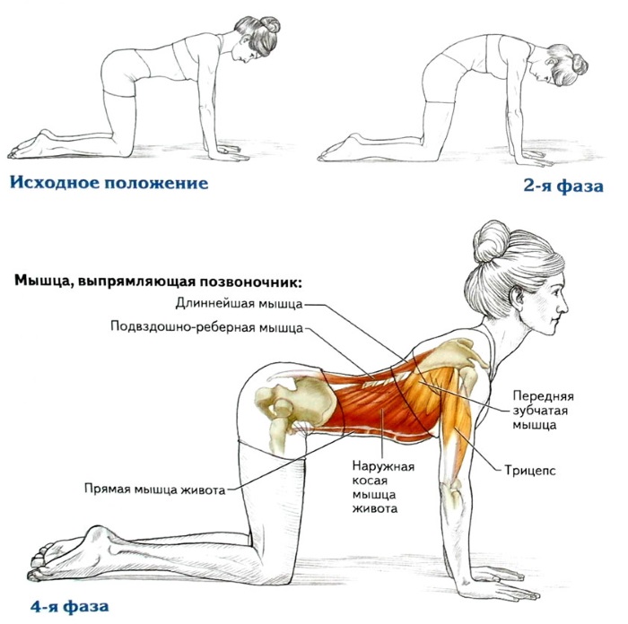 Cách làm eo thon dáng đẹp. Tập thể dục, thể dục, yoga, ăn kiêng