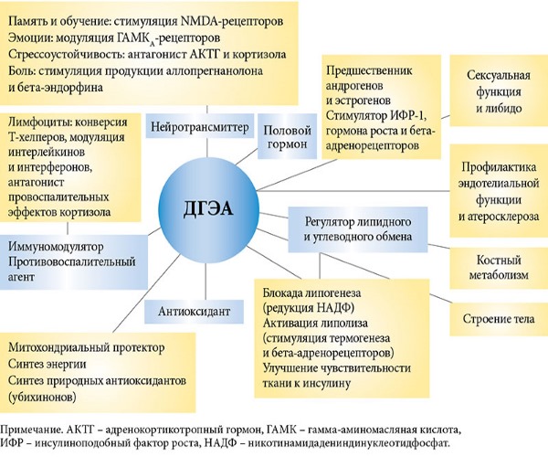 ДХЕА. Упутство за употребу. Шта је то за жене, мушкарце. С хормон са ниским, повишеним АМХ. Где купити, цена у апотеци