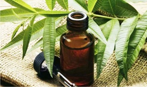زيت شجرة الشاي الأساسي لعلاج حب الشباب والندوب والكعب go-dereva-ot-pryschey-rubtsov-pyaten-shramov-na-litse-svoystva-i-pн والندوب على الوجه. الخصائص والتطبيق