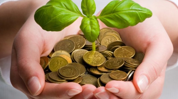 زيت الباتشولي الأساسي. خصائص وتطبيق للشعر والوجه سحرية لجذب الأموال وكيفية استخدامها في التجميل