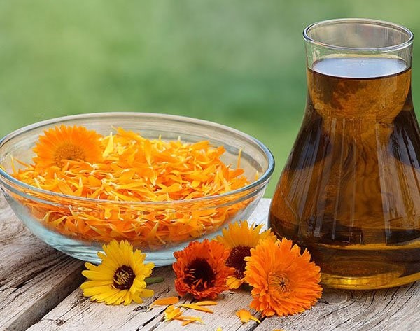 Minyak calendula. Sifat dan aplikasi untuk rambut, wajah, bulu mata, kuku. Kosmetik, hidrofilik, penting. Apa yang hendak dibeli dan cara memasak