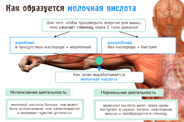 Како уклонити млечну киселину из мишића из тела након тренинга, како се формира, како утиче, особине