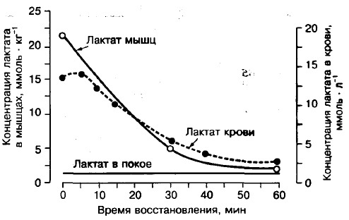 Како уклонити млечну киселину из мишића из тела након тренинга, како се формира, како утиче, особине