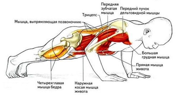 Програм потискивања пода за почетнике. Табела за добијање мишићне масе, мршављење, пумпање прсних мишића, за све мишиће тела