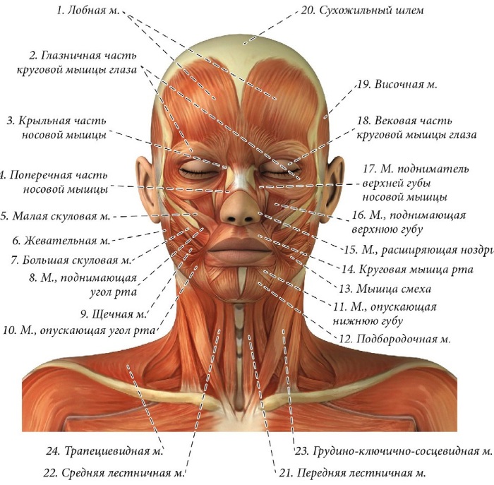 Giải phẫu khuôn mặt cho các bác sĩ thẩm mỹ. Cơ bắp, dây thần kinh, da nhiều lớp, dây chằng, túi mỡ, màng trong, hộp sọ. Lược đồ, mô tả