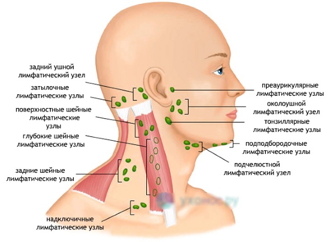 Giải phẫu khuôn mặt cho các bác sĩ thẩm mỹ. Cơ bắp, dây thần kinh, da nhiều lớp, dây chằng, túi mỡ, màng trong, hộp sọ. Lược đồ, mô tả