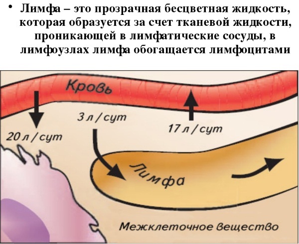 Giải phẫu khuôn mặt cho các bác sĩ thẩm mỹ. Cơ bắp, dây thần kinh, da nhiều lớp, dây chằng, túi mỡ, màng trong, hộp sọ. Lược đồ, mô tả