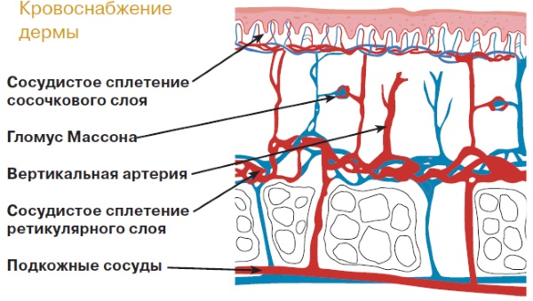 Giải phẫu khuôn mặt cho các bác sĩ thẩm mỹ. Cơ bắp, dây thần kinh, da phân tầng, dây chằng, túi mỡ, màng trong, hộp sọ.Lược đồ, mô tả