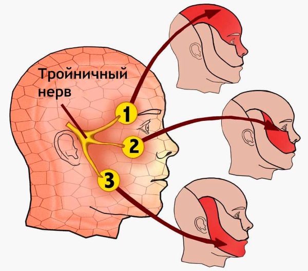 Giải phẫu khuôn mặt cho các bác sĩ thẩm mỹ. Cơ bắp, dây thần kinh, da phân tầng, dây chằng, túi mỡ, màng trong, hộp sọ. Lược đồ, mô tả