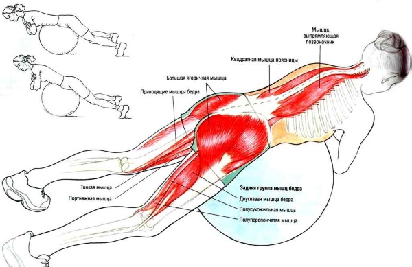 Hạ huyết áp. Nó là gì, một trình mô phỏng, một kỹ thuật thực thi. Cách thực hiện bài tập tại nhà mà không cần thiết bị mô phỏng, trên một quả bóng lăn. Chống chỉ định
