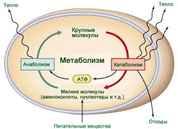Вежбе обликовања за мршављење код куће. Видео часови фитнеса, вежбе за почетнике, програм тренинга